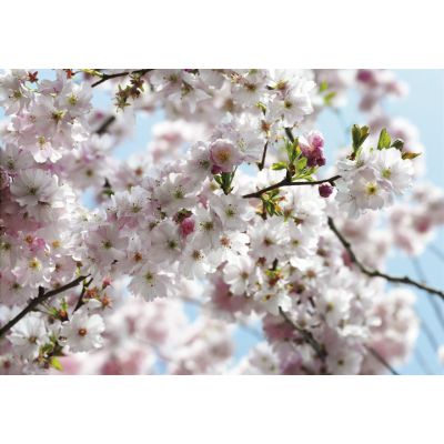 Фотообои Komar Spring 8-507 бумажные 368х254см