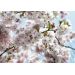 Фотообои Komar Spring 8-507 бумажные 368х254см