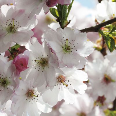 Фотообои Komar Spring 8-507 бумажные 368х254см