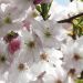 Фотообои Komar Spring 8-507 бумажные 368х254см