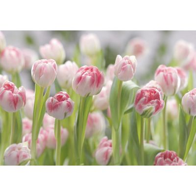 Фотообои Komar Secret Garden 8-708 бумажные 368х254мм