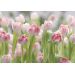 Фотообои Komar Secret Garden 8-708 бумажные 368х254мм
