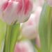 Фотообои Komar Secret Garden 8-708 бумажные 368х254мм