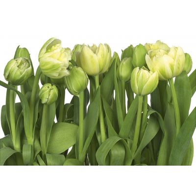 Фотообои Komar Tulips 8-900 бумажные 368х254мм