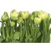 Фотообои Komar Tulips 8-900 бумажные 368х254мм
