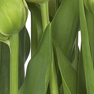 Фотообои Komar Tulips 8-900 бумажные 368х254мм