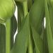 Фотообои Komar Tulips 8-900 бумажные 368х254мм