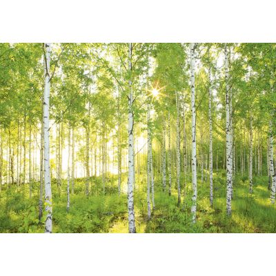 Фотообои Komar Sunday 8-519 бумажные 3,68х2,54м