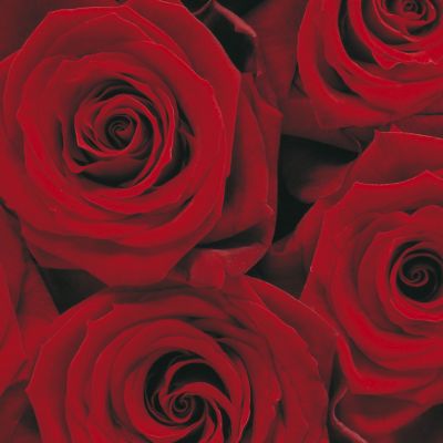 Фотообои Komar Roses 4-077 бумажные 1,94х2,70м