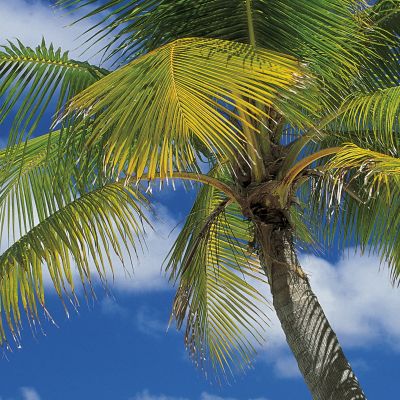 Фотообои Komar Ari Atoll 4-883 бумажные 1,84х2,54м