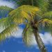 Фотообои Komar Ari Atoll 4-883 бумажные 1,84х2,54м