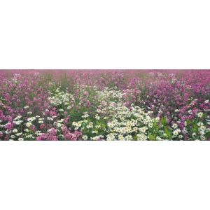 Фотообои Твоя Планета Поляна цветов" Люкс 8л 3,88x1,36м